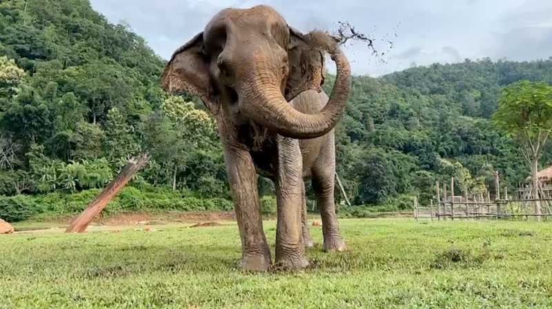 Fhandee slathers her body in mud at Elephant Nature Park