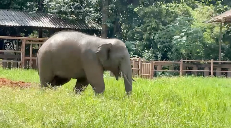 Gluay Hom’s Tranquil Life in the Sanctuary of Elephant Nature Park