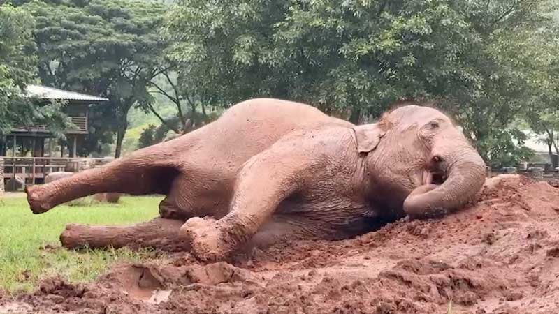 Green Season Mud Spa Heaven at Elephant Nature Park