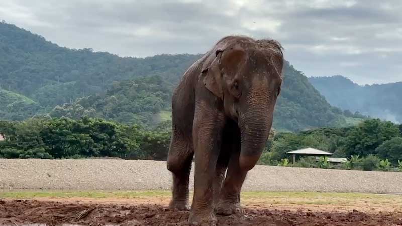 Mae Mai at peace in the mud at Elephant Nature Park