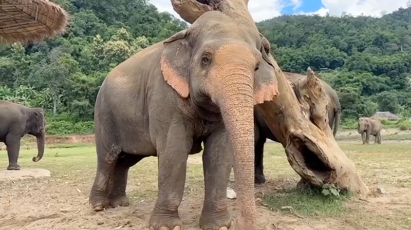 Beautiful Malee and Grandma Jumpee share a scratching post