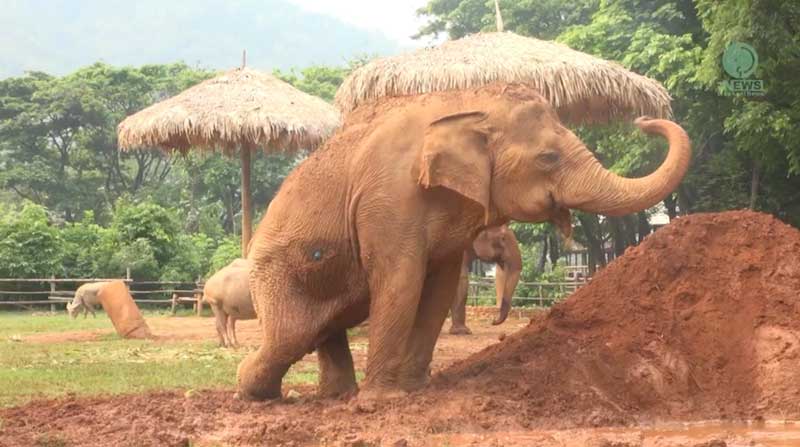 Flashback Friday 15 September 2023: Medo’s Life Before & After Rescue at Elephant Nature Park Sanctuary
