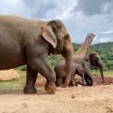 How Many Elephants Does It Take To Make A Happy Family?