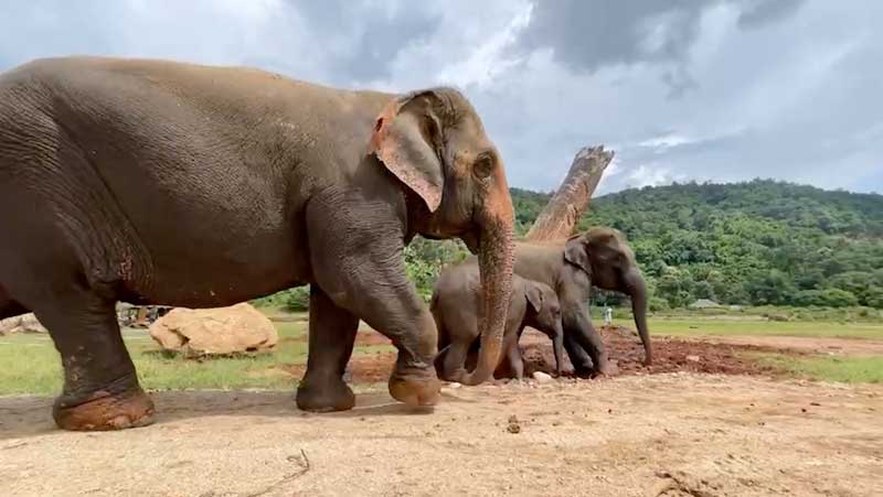 How many elephants does it take to make a happy family?