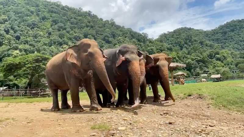 Mintra demonstrates how to herd cattle at Elephant Nature Park