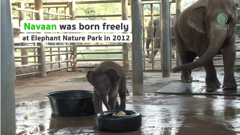 Flashback Friday 8 September 2023: A short story of our handsome young bull named Navaan at Elephant Nature Park Sanctuary