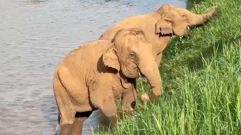 Affectionate friendship of rescued elephants Payom and NongPeng at Elephant Nature Park Sanctuary