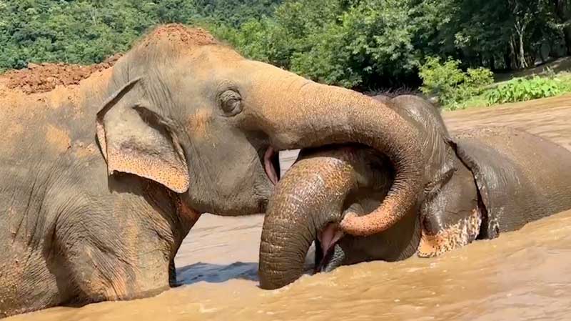 Elephant Friends Enjoy the swollen river at Elephant Nature Park