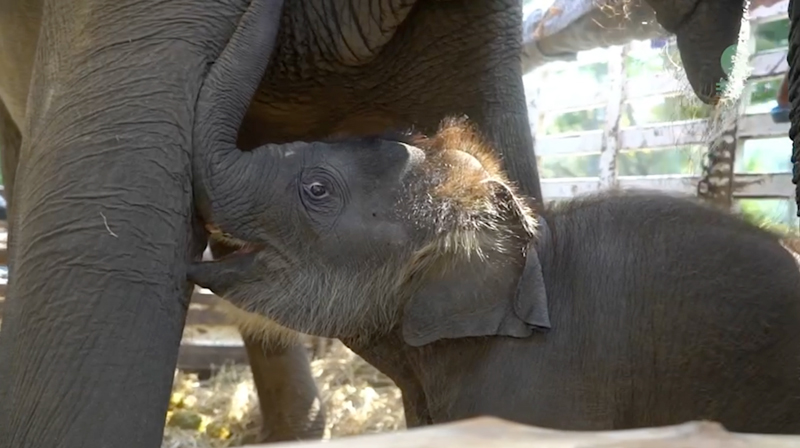 Baby Pyi Mai’s Journey from Life Before Rescue to Sanctuary