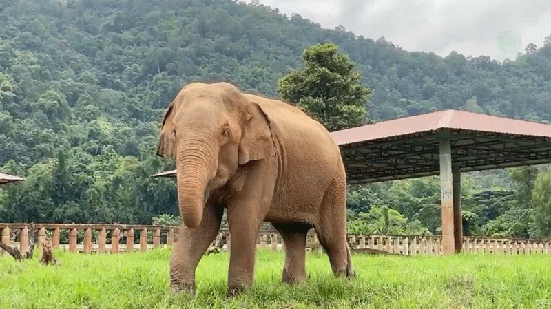 Elephant of the Week 11 September 2023: Celebrating SanMueng's 1st year of freedom