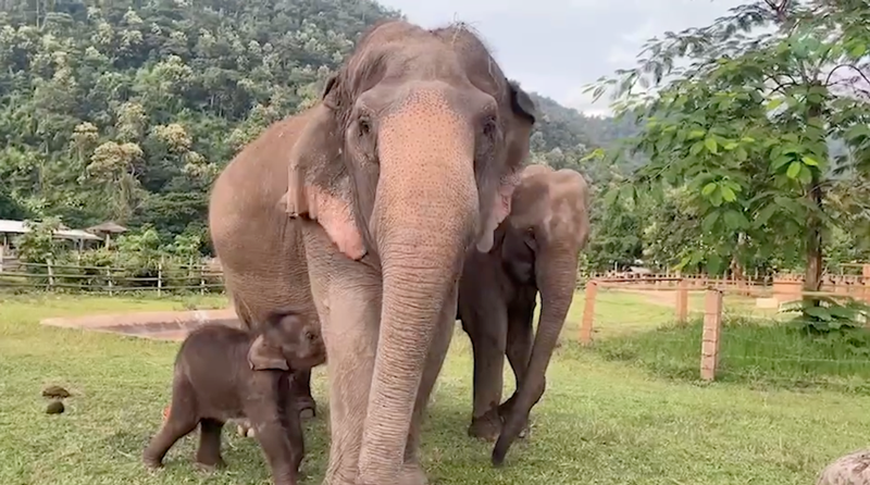 Elephant of the week 24 September 2023: Super Nanny Srinuan