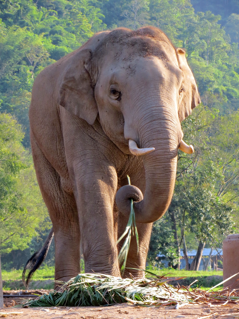 Thong Suk (Jungle Boy) Arrives at Elephant Nature Park