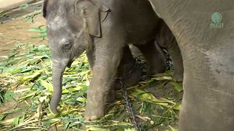 Baby Elephant Wan Mai - Save Elephant Foundation