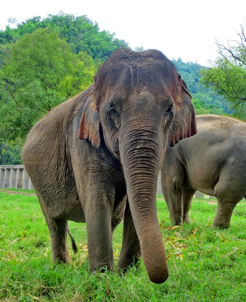 Warunee just after arrival at Elephant Nature Park Sanctuary in 2015