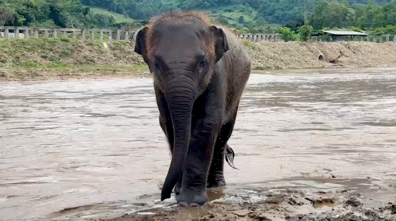 Look at baby Chaba’s confidence in the river at Elephant Nature Park