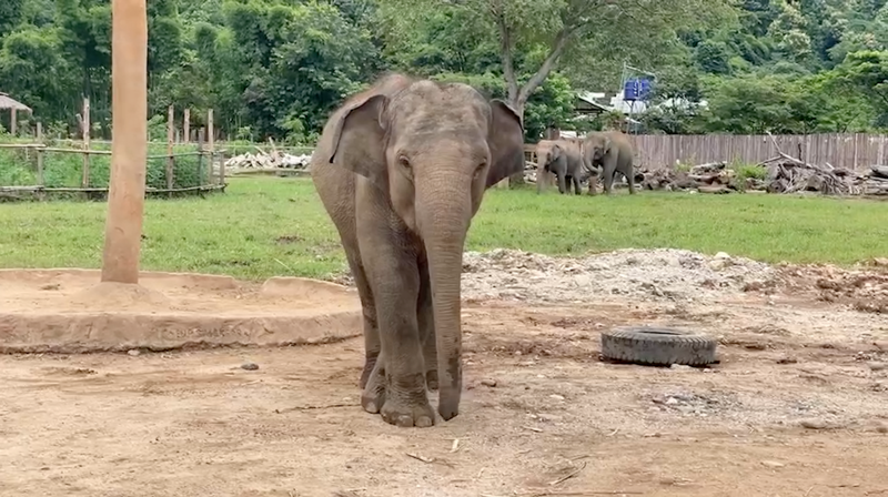 Playful baby girl Chompu shows her tire toys who's the boss!
