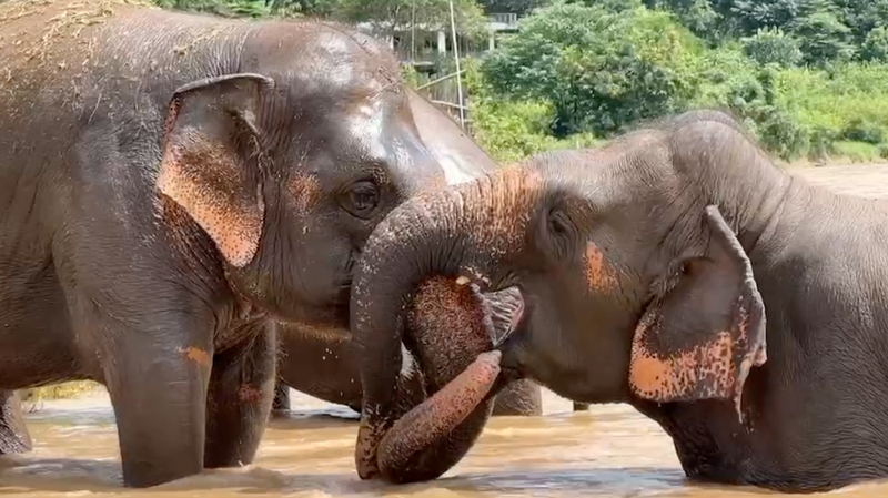 Elephant Nature Park Sanctuary Lets Elephants Be Elephants