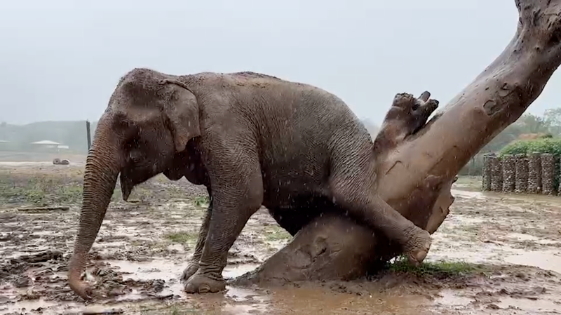 Rainy Day Bliss in the Sanctuary of Elephant Nature Park for Granny Jumpa