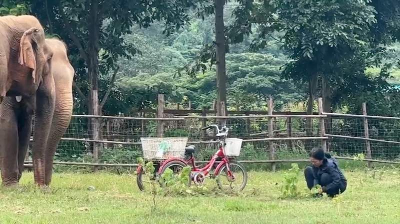 Lek always finds time for her gentle giant family at Elephant Nature Park