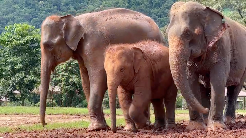 Baby Elephant LekLek Is Surrounded by Elephants Who Love Her