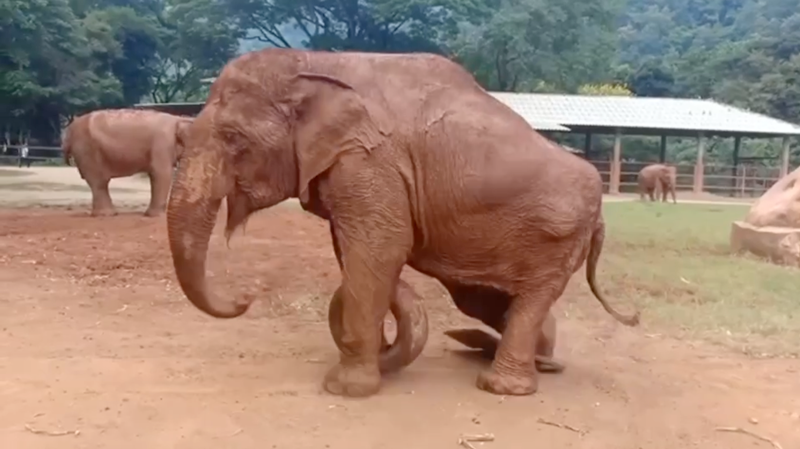 Medo’s Unstoppable Spirit at Elephant Nature Park Sanctuary
