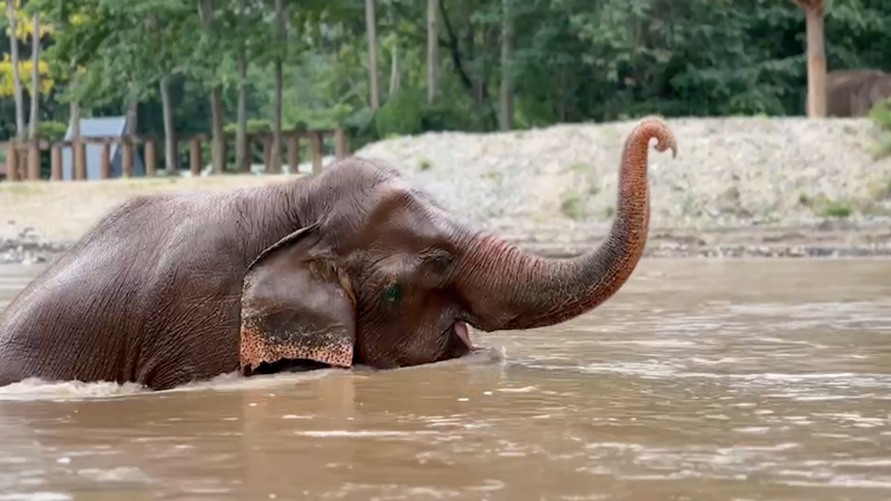 Elephant of the Week 2 October 2023: Our resilient girl Medo in the sanctuary of Elephant Nature Park