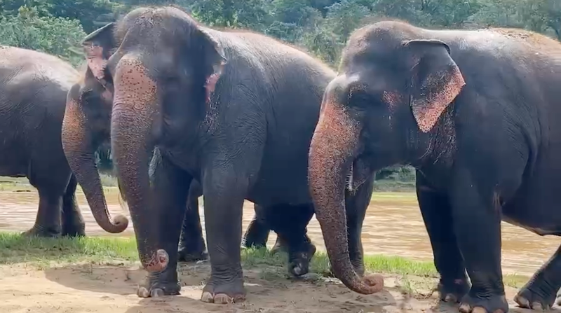 The Incredible Senses of Elephants at Elephant Nature Park Sanctuary
