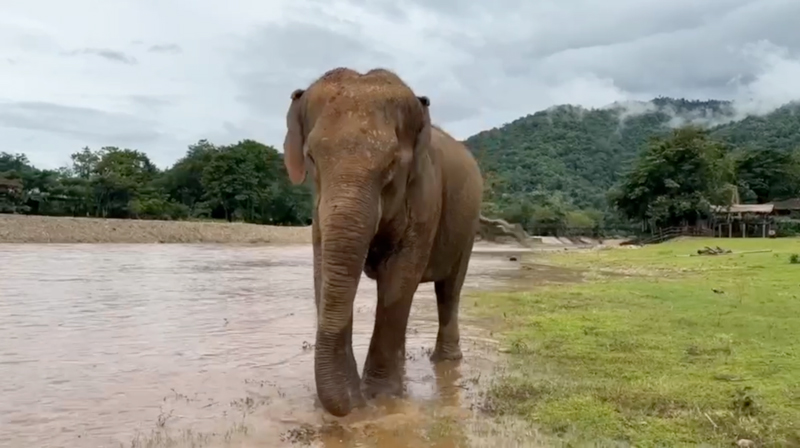 Pailin still searches for contentment in the sanctuary of Elephant Nature Park