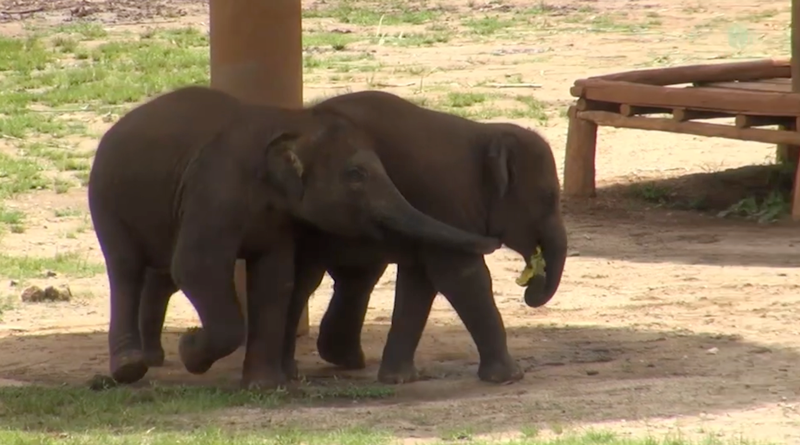 Pyi Mai tries to steal a piece of pumpkin from Chaba's mouth at Elephant Nature Park Sanctuary