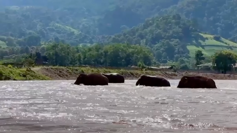 This is how an Elephant Sanctuary looks in Chiang Mai