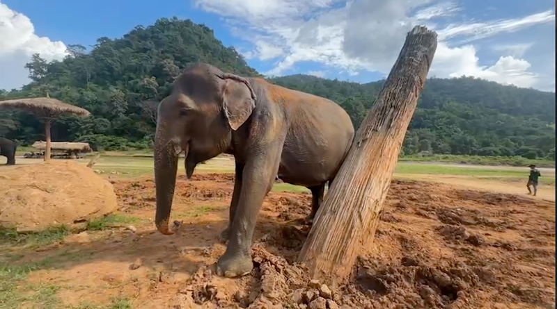Scratching posts are very important for Elephants
