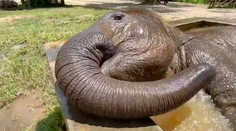 Simple Happiness in the Sanctuary of Elephant Nature Park