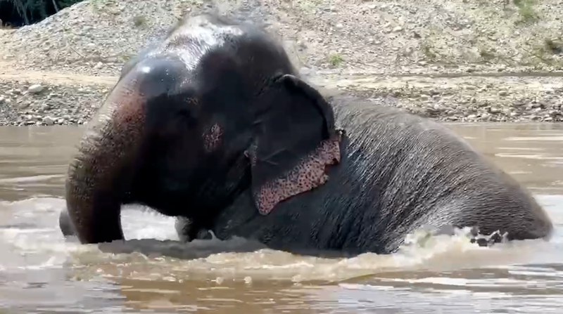 Submanee enjoys the river at Elephant Nature Park