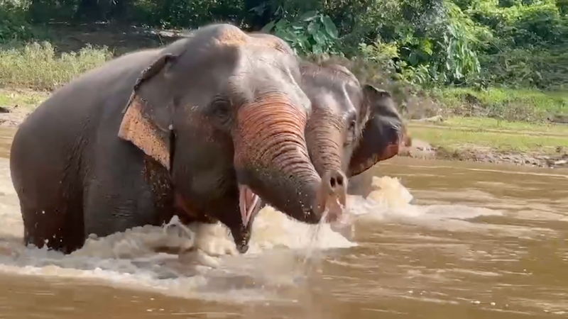 Elephants Celebrating Freedom in the River at Elephant Nature Park