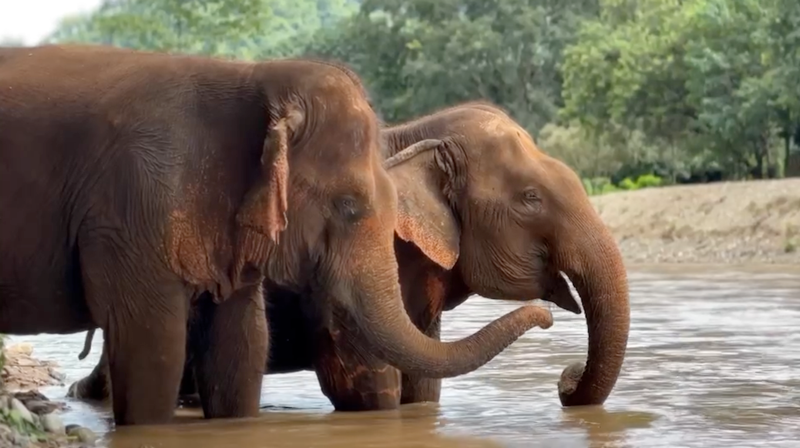 Healing Bonds in the Mae Taeng River at Elephant Nature Park