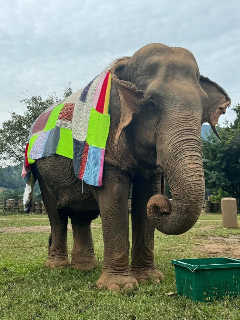 We are deeply grateful for the generous donation of elephant blankets from the ladies at Sister on Samui.