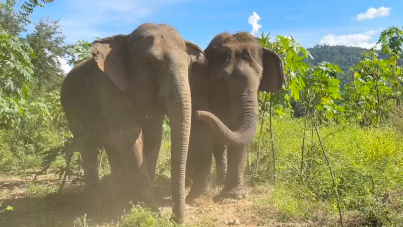 Meet the Elephants - Elephant Life Stories at Elephant Nature Park