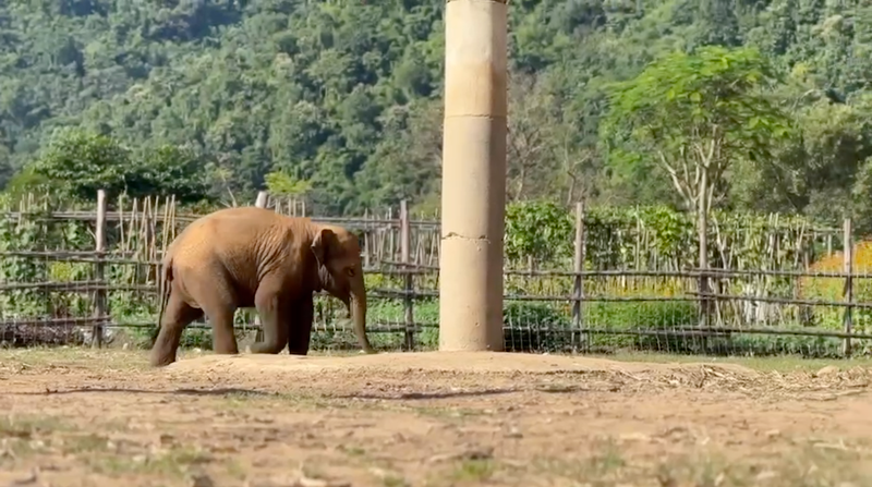 Little Chaba and baby Pyi Mai seized the opportunity to visit Malee's herd