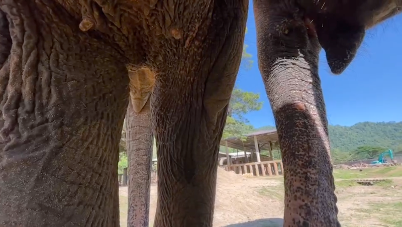 Elephants share unique experiences with a much loved human