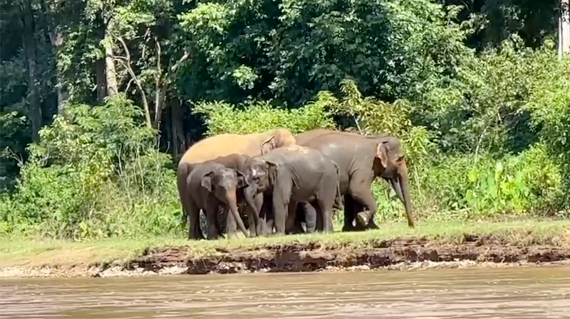 The Impressive Sight of Chana’s Herd at Elephant Nature Park
