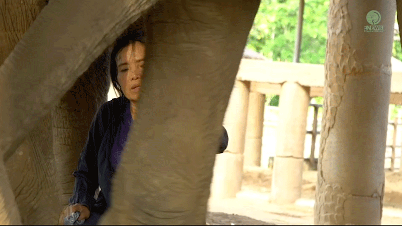 Soothing Elephant Lullabies at Elephant Nature Park