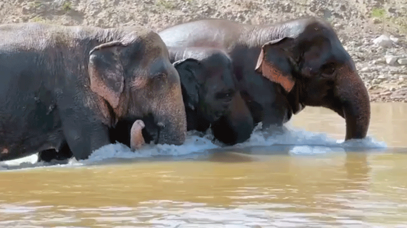 Ladies enjoying the river at Elephant Nature Park