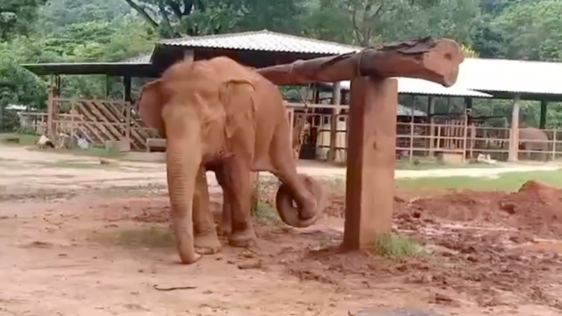 Jaem Sai enjoying a well placed enrichment at Elephant Nature Park