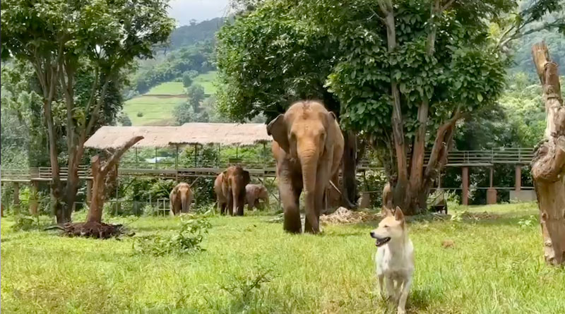 Khamla's Herd are Proud to Present SkyWalk at Elephant Nature Park