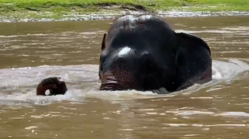 Where is Maliwan ? In her favourite position in the sanctuary of Elephant Nature Park of course