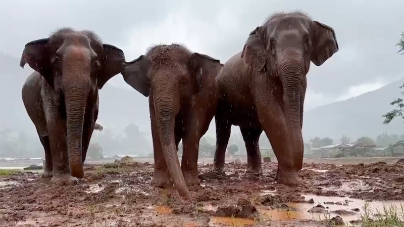 Mud Mud Glorious Mud - 3 friends expressing their close bonds