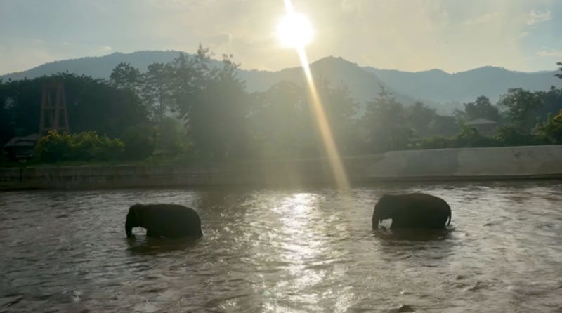 Have you considered a Stay Overnight at Elephant Nature Park Sanctuary