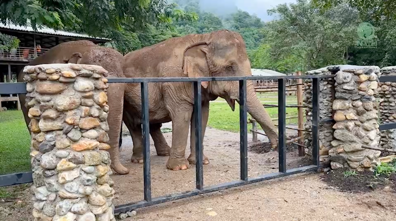 Khun Yai & best friend Pikun are eager to get through the gate at Elephant Nature Park