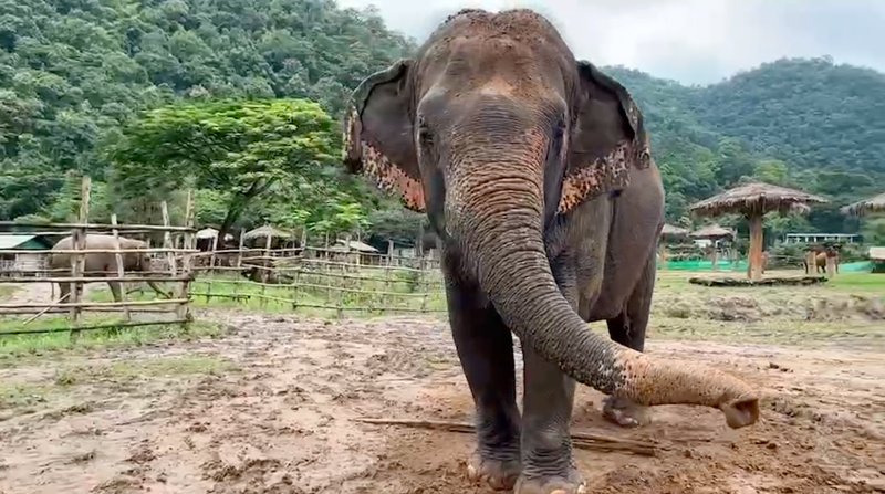 Rescued Elephant Ponsawan at the Elephant Nature Park Beauty Spa