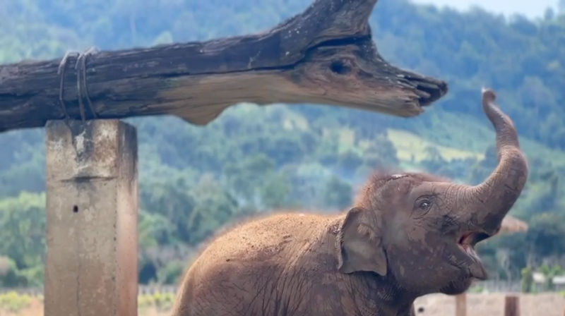 The meeting point at Elephant Nature Park